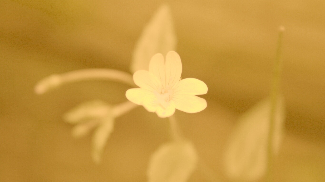 Маленький цветок в макро обои