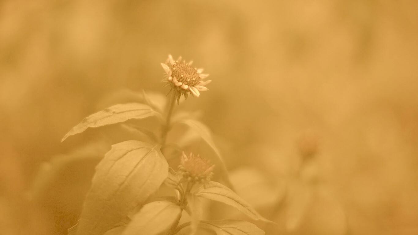 Фотография цветка обои