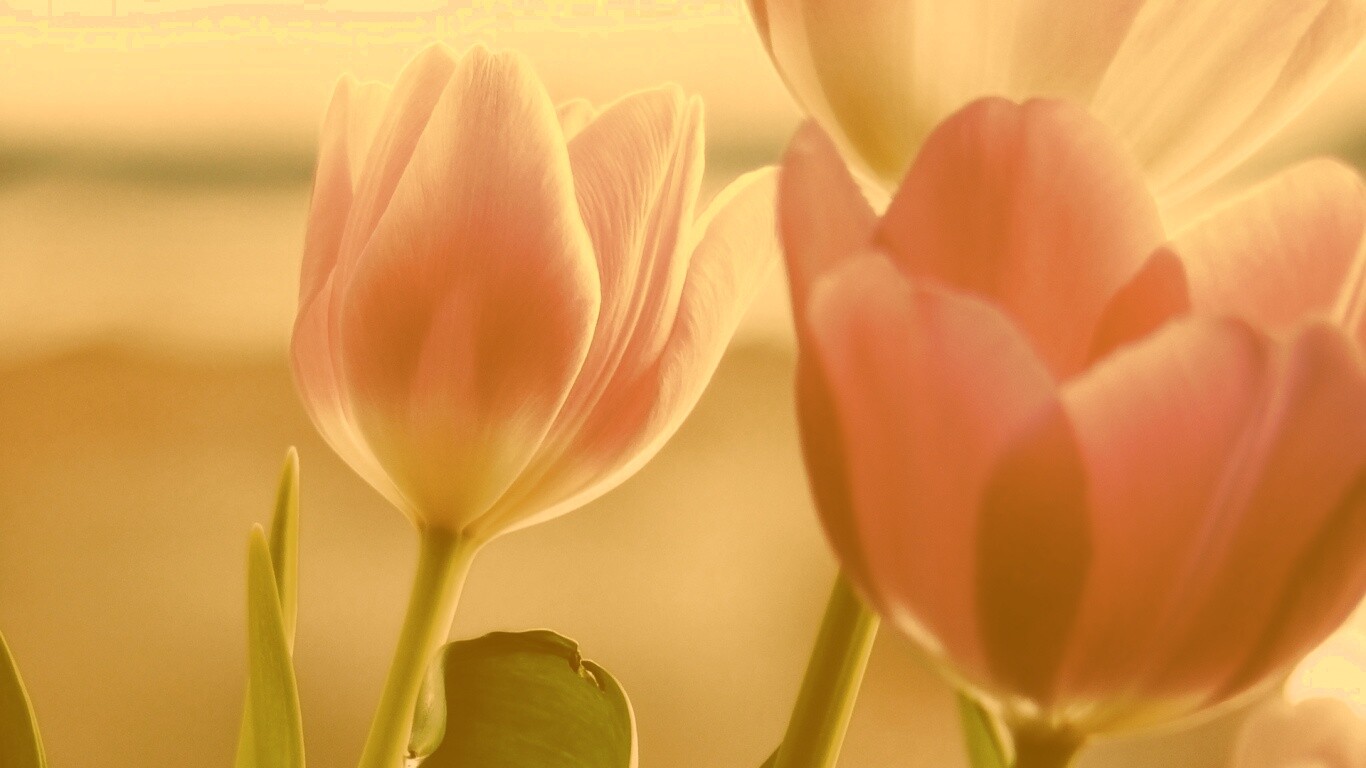 Тюльпаны обои