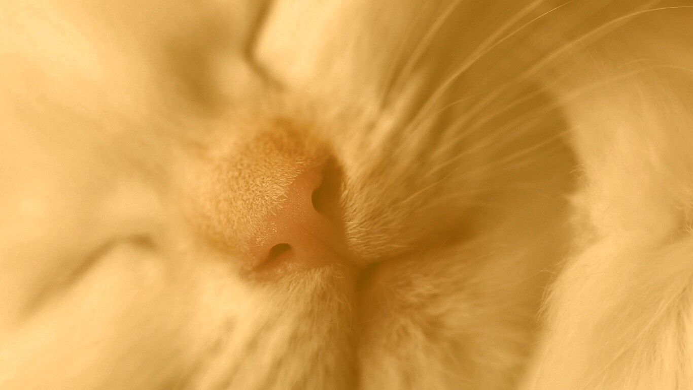 Кошачья мордочка обои