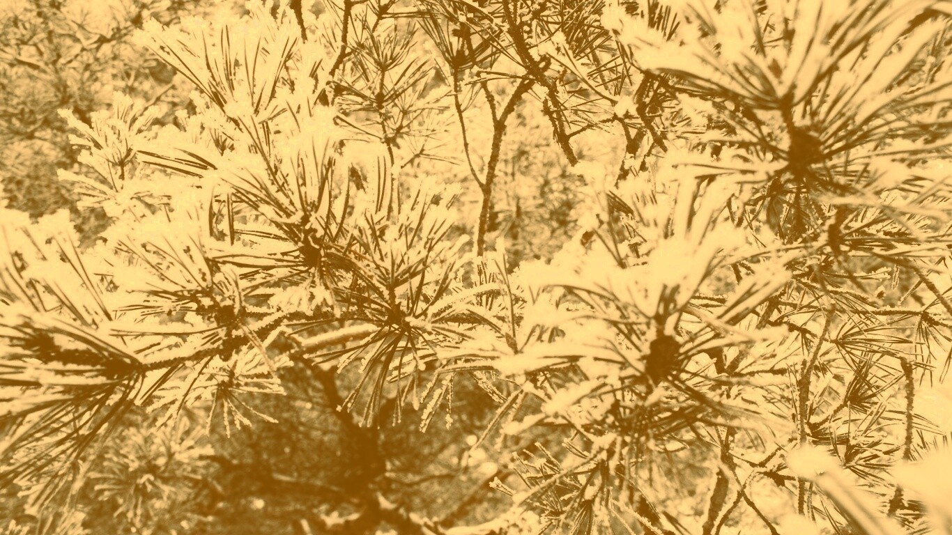 Фото сосны обои