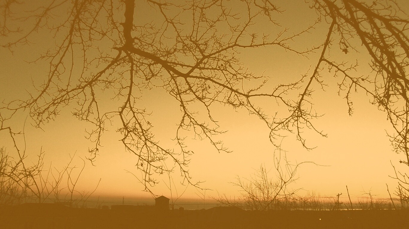 Закат сквозь ветки деревьев обои