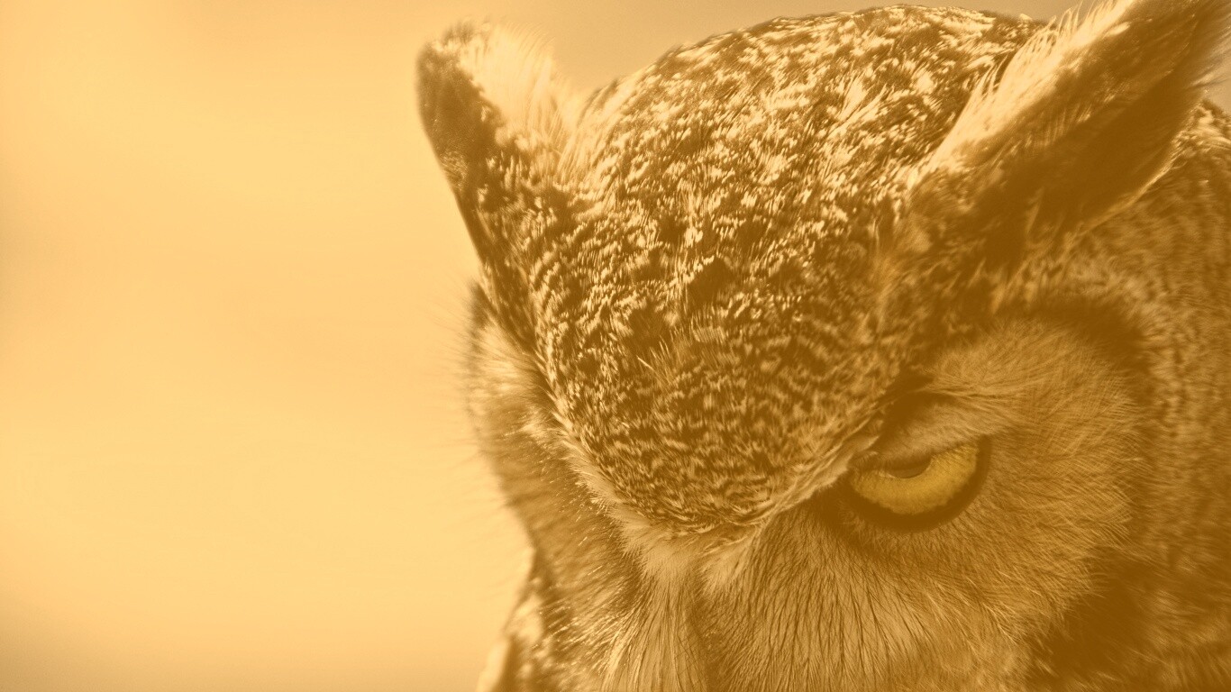 Злая сова обои