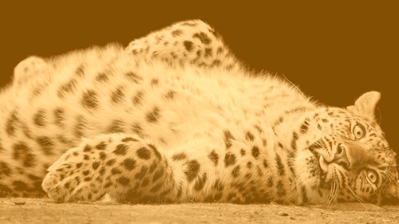 Большая пятнистая кошечка обои