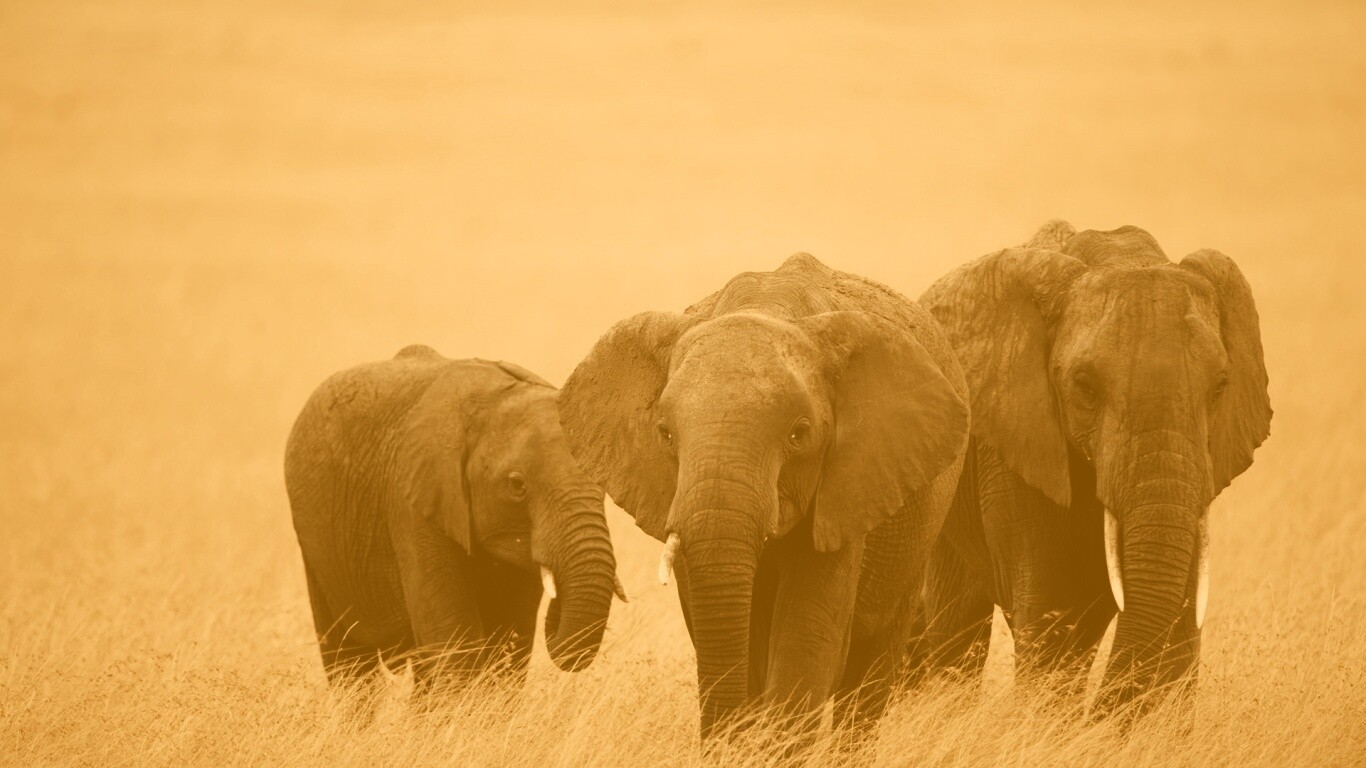 Слон, слониха и слоненок обои