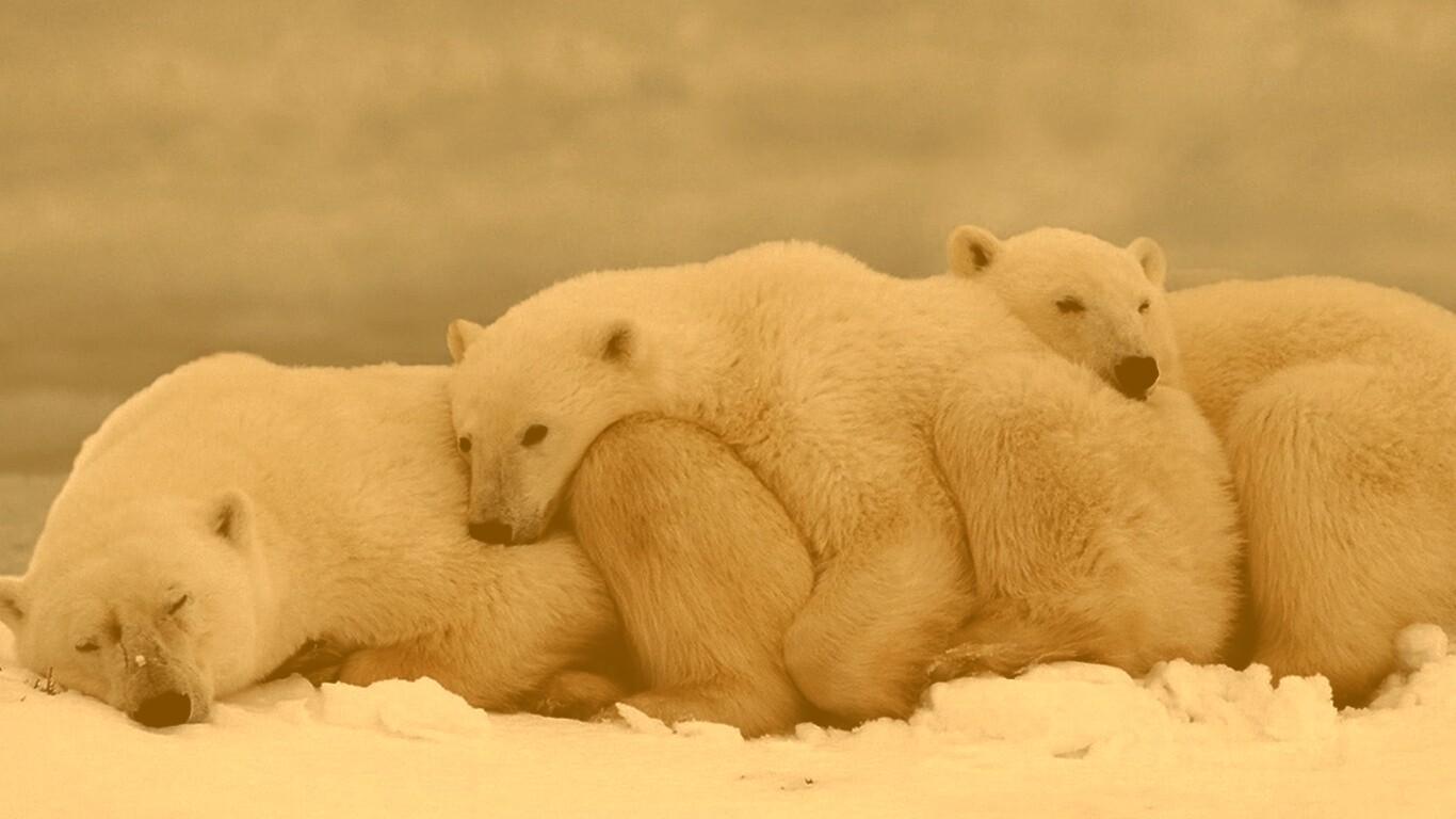 Белые мишки спят обои