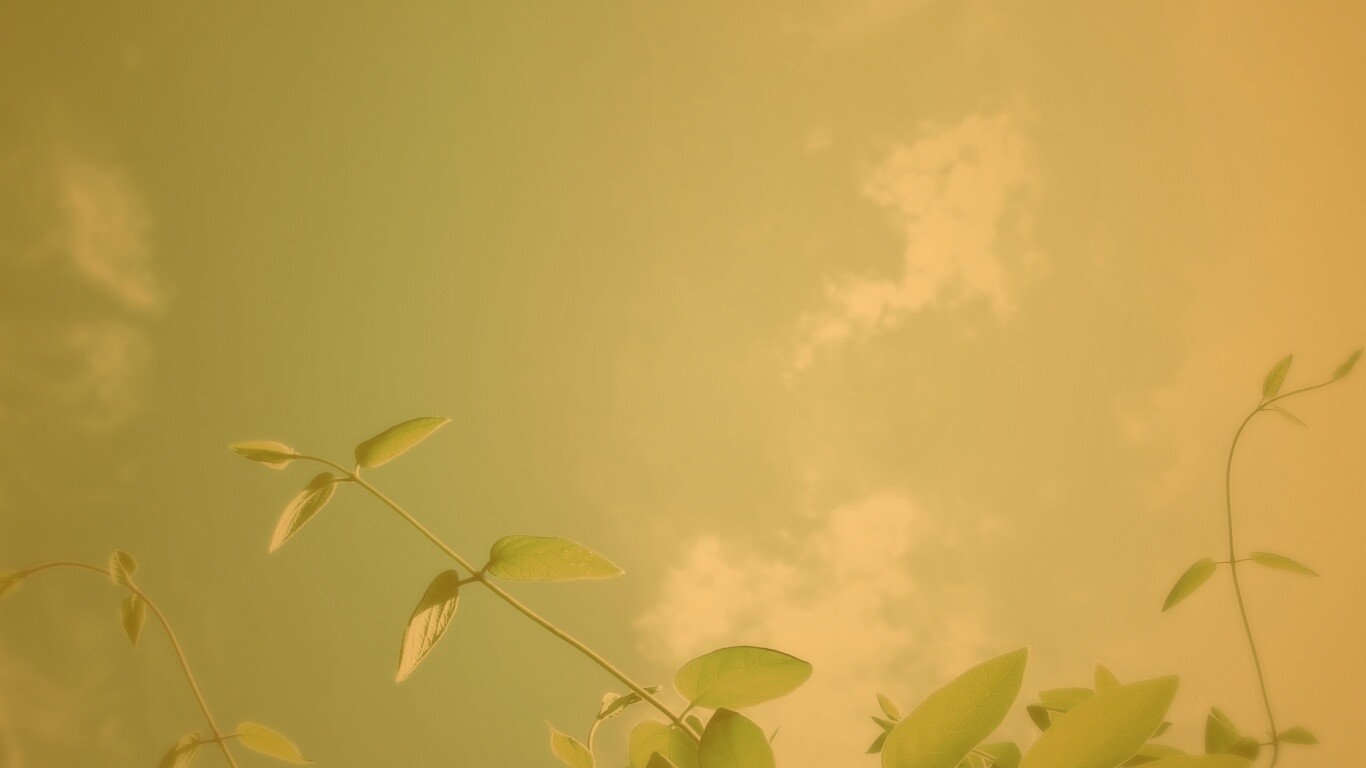 Веточки на фоне неба обои