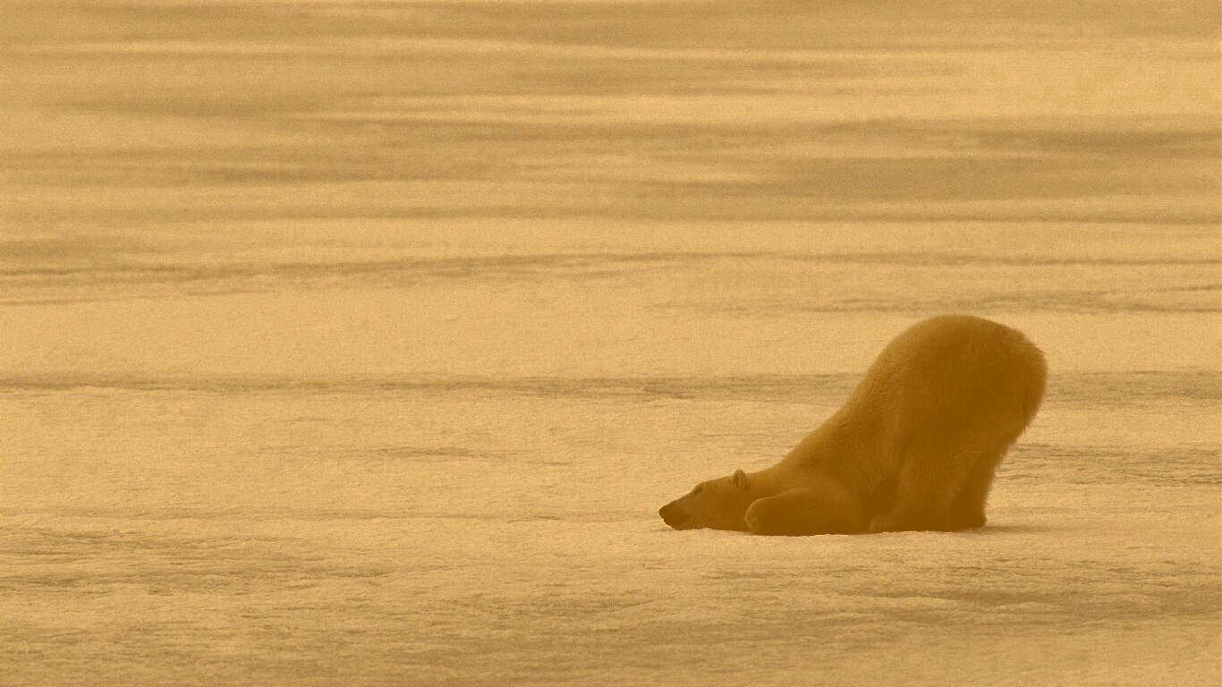 Полярный мишка в смешной позе обои