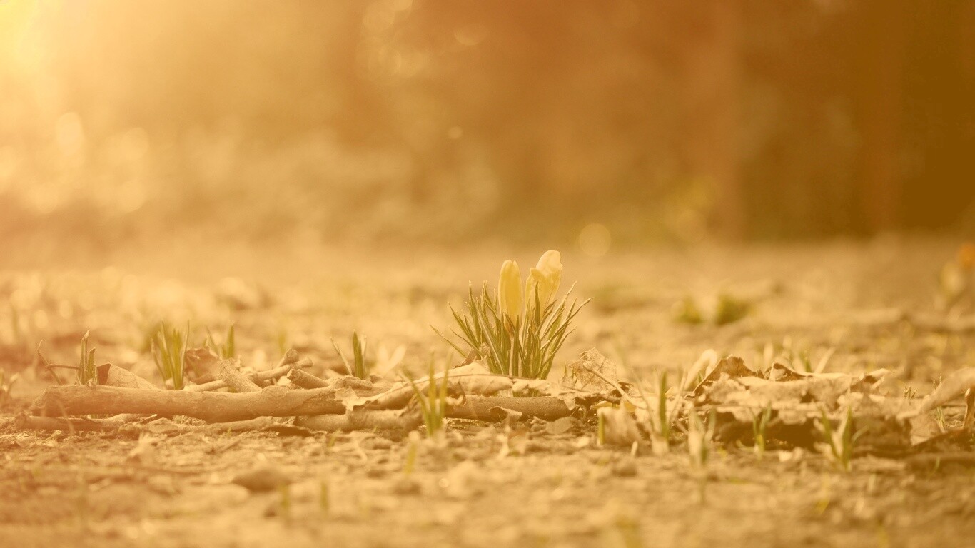 Весенняя трава и цветы обои