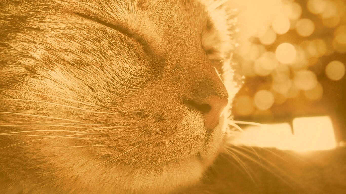 Спящий на солнце рыжий кот обои