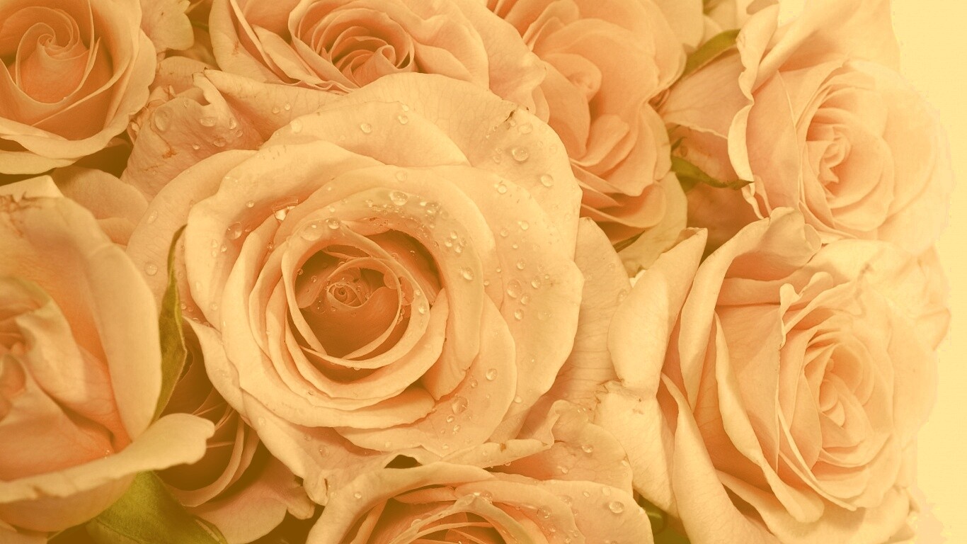 Букет розовых роз обои