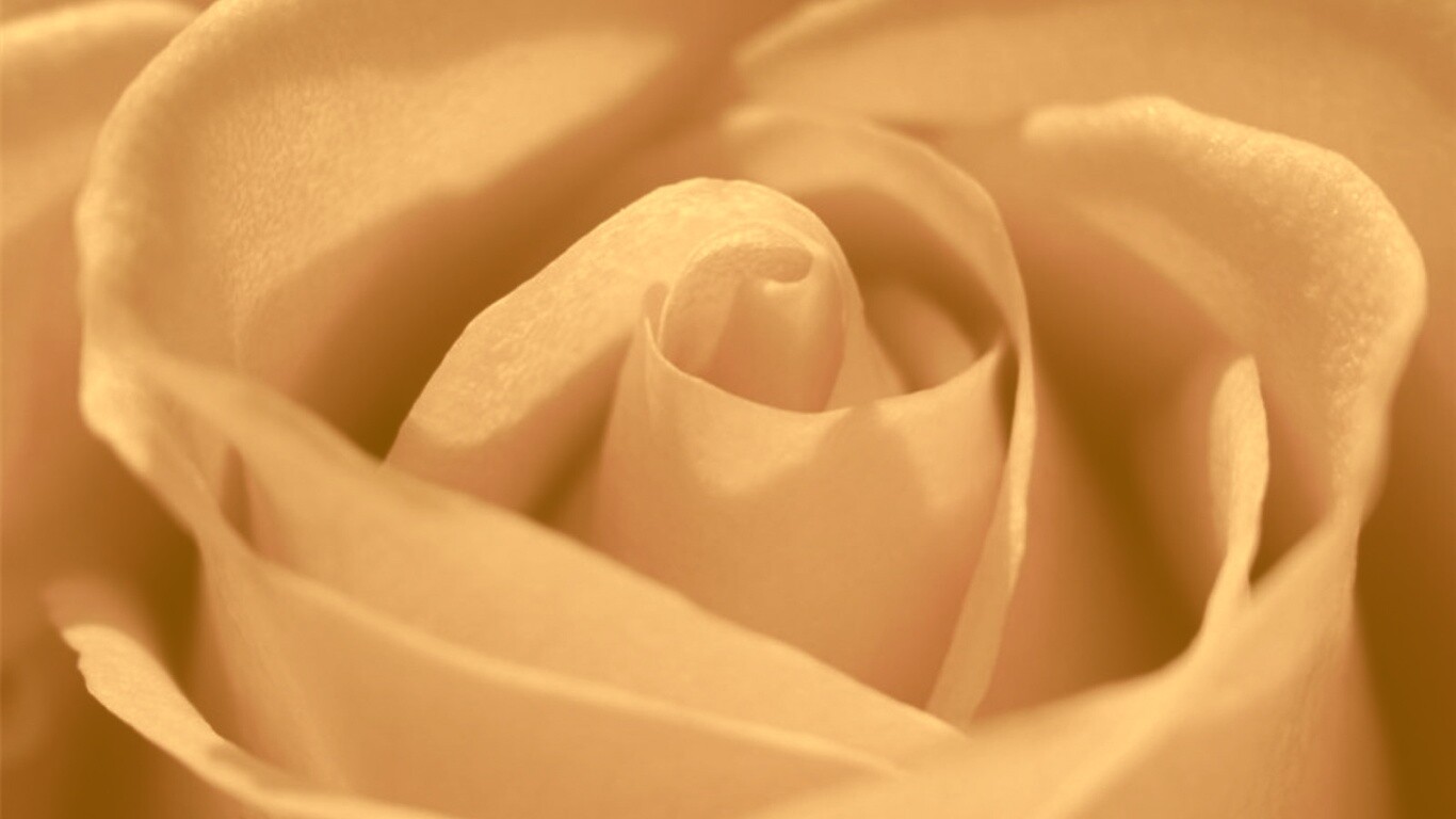 Фиолетовая роза макро обои