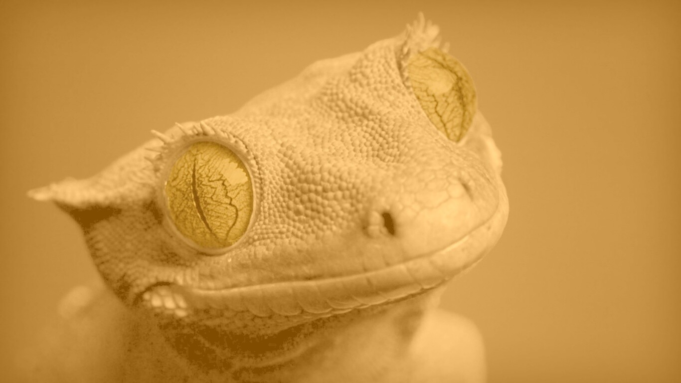 Ящерка обои