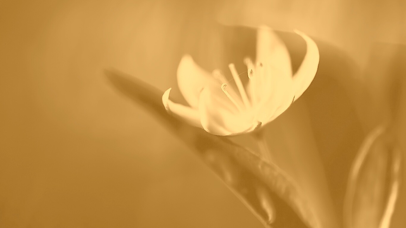 Белый цветок обои