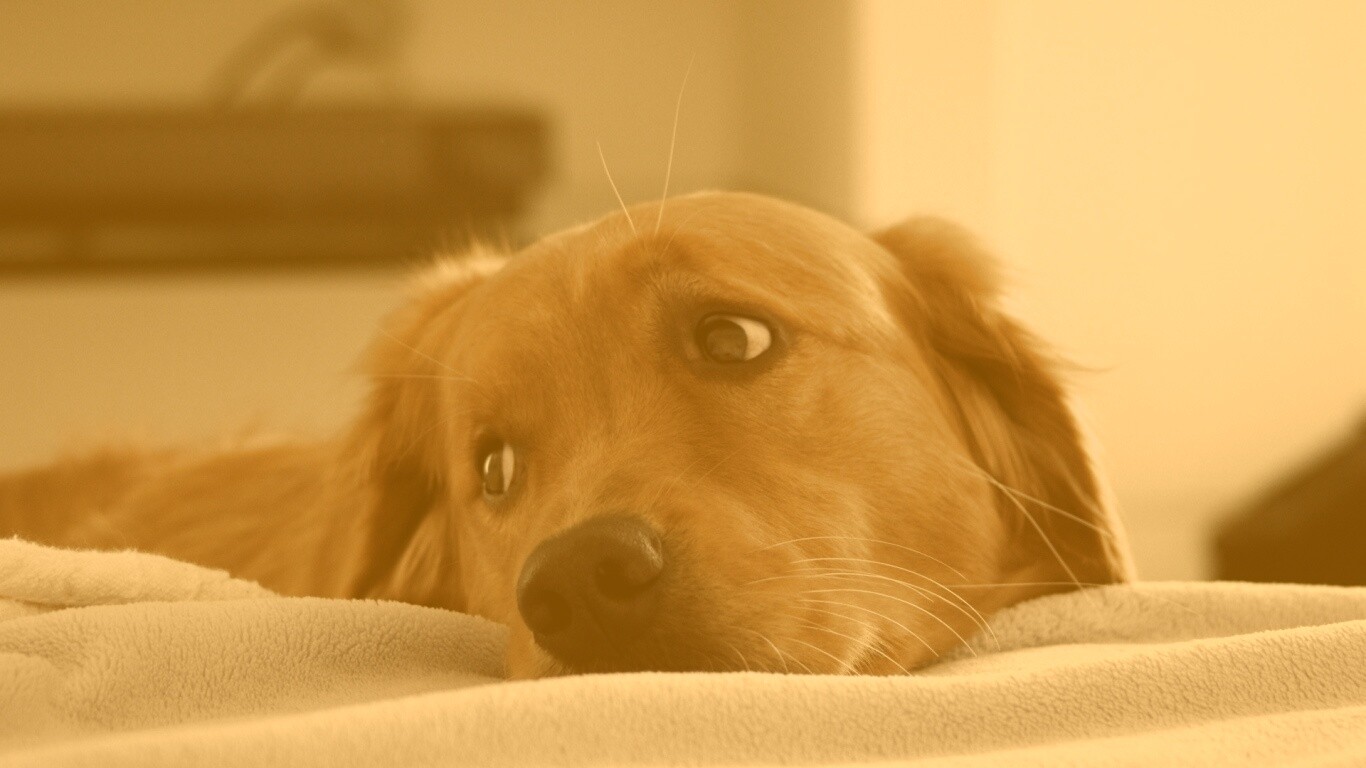 Лабрадор-ретривер обои