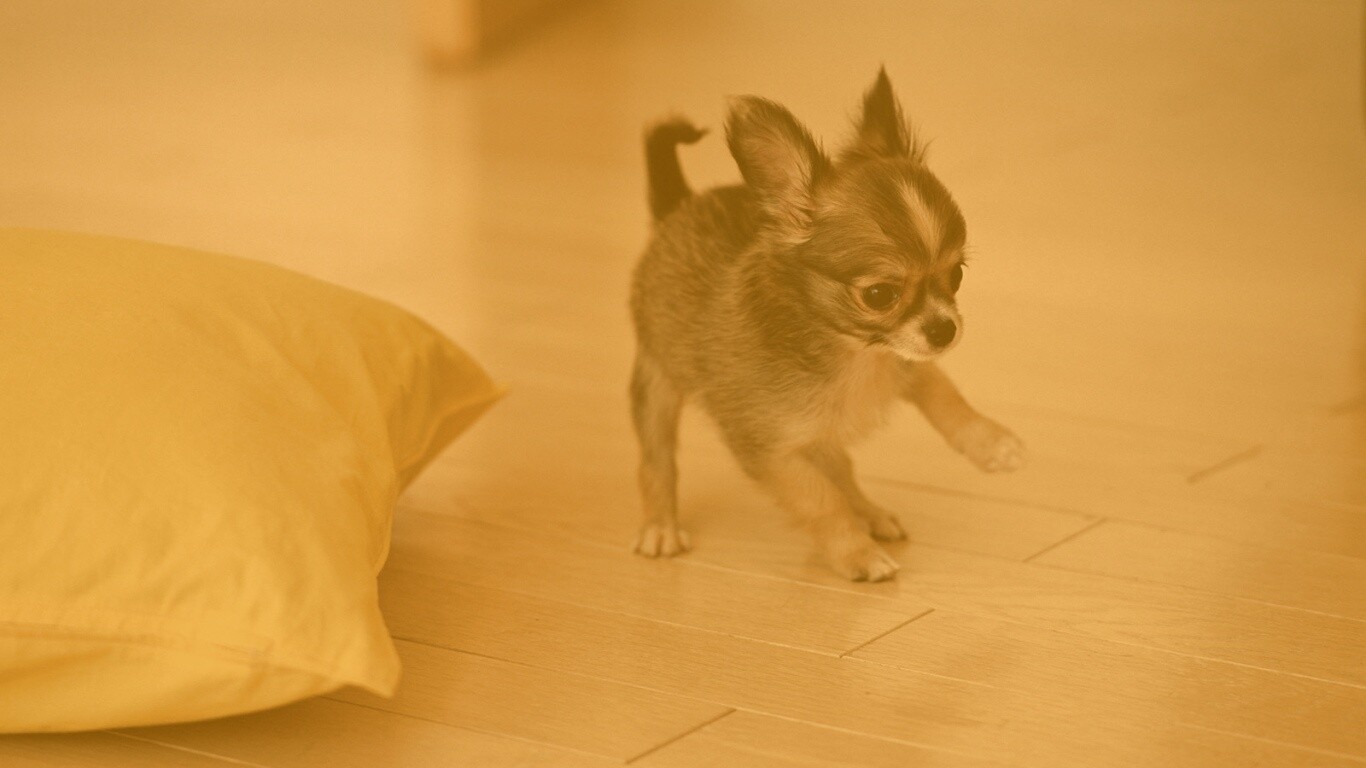 Щёнок той терьера обои