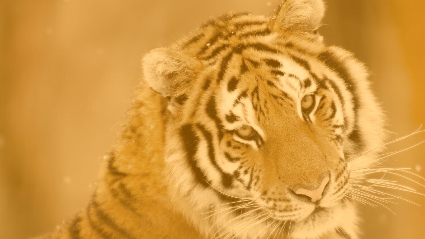 Тигр оборачивается обои