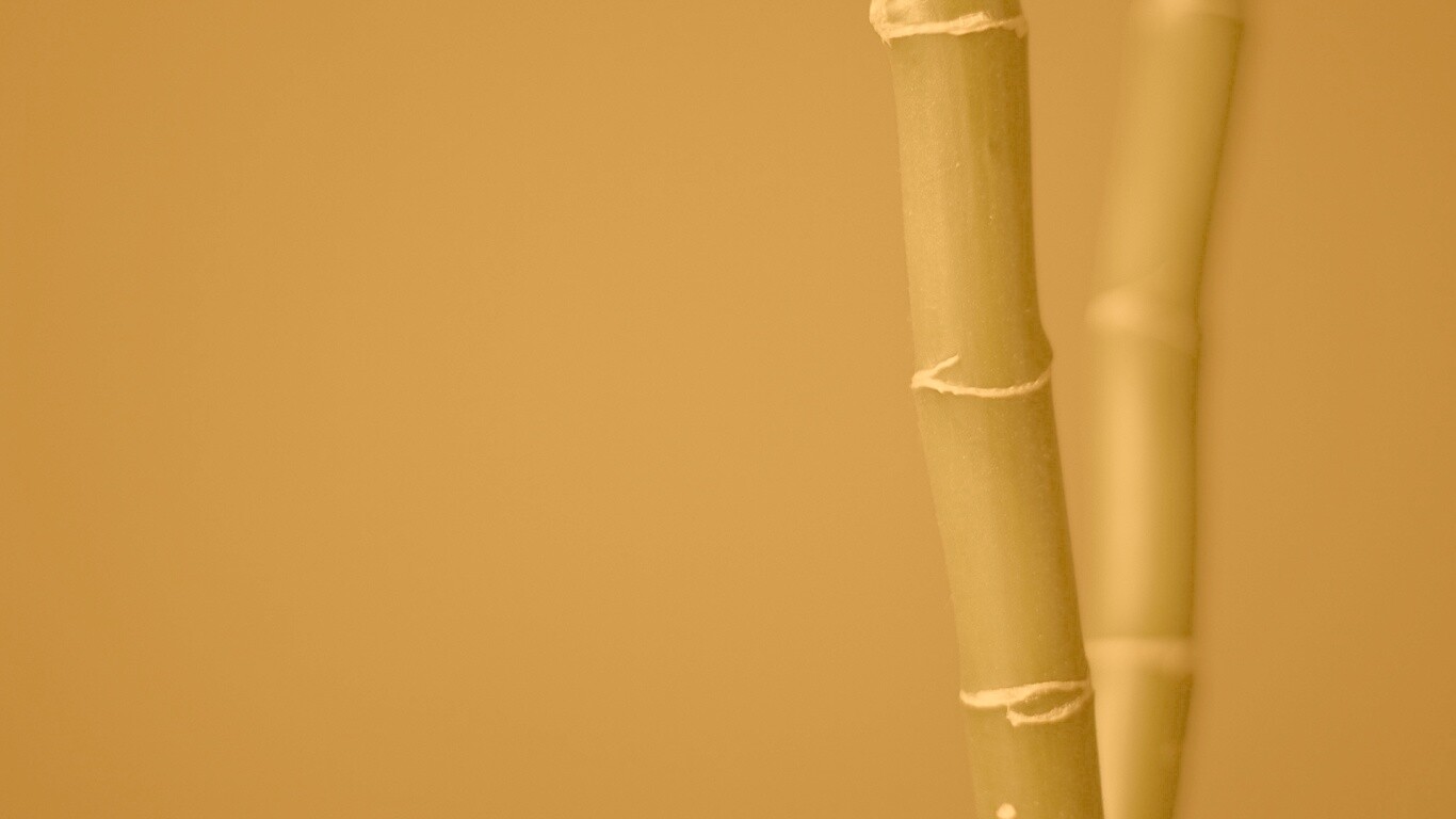 Макро фото стебля бамбука обои