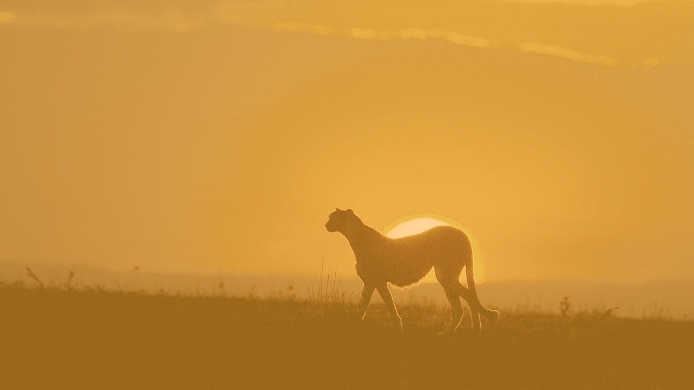 Гепард на закате обои