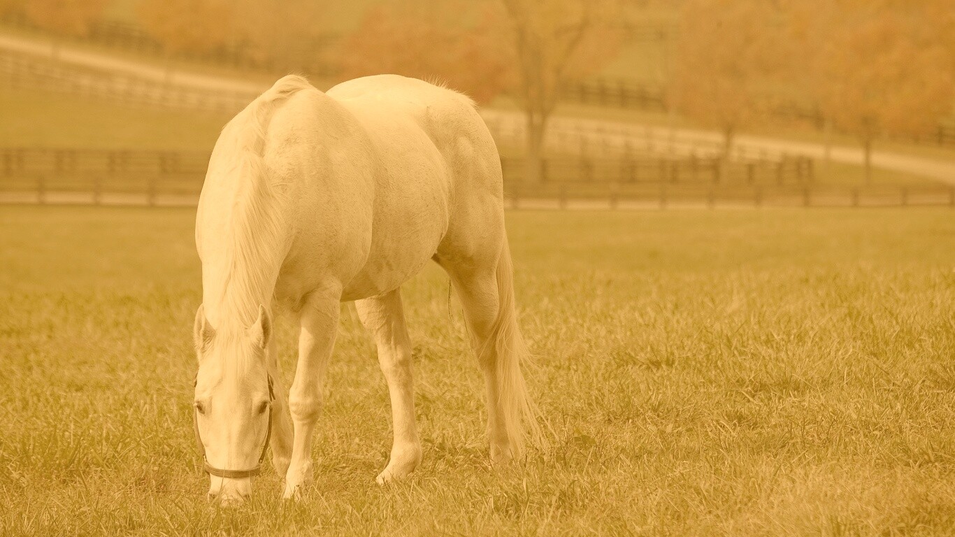 Красивая белая лошадь обои