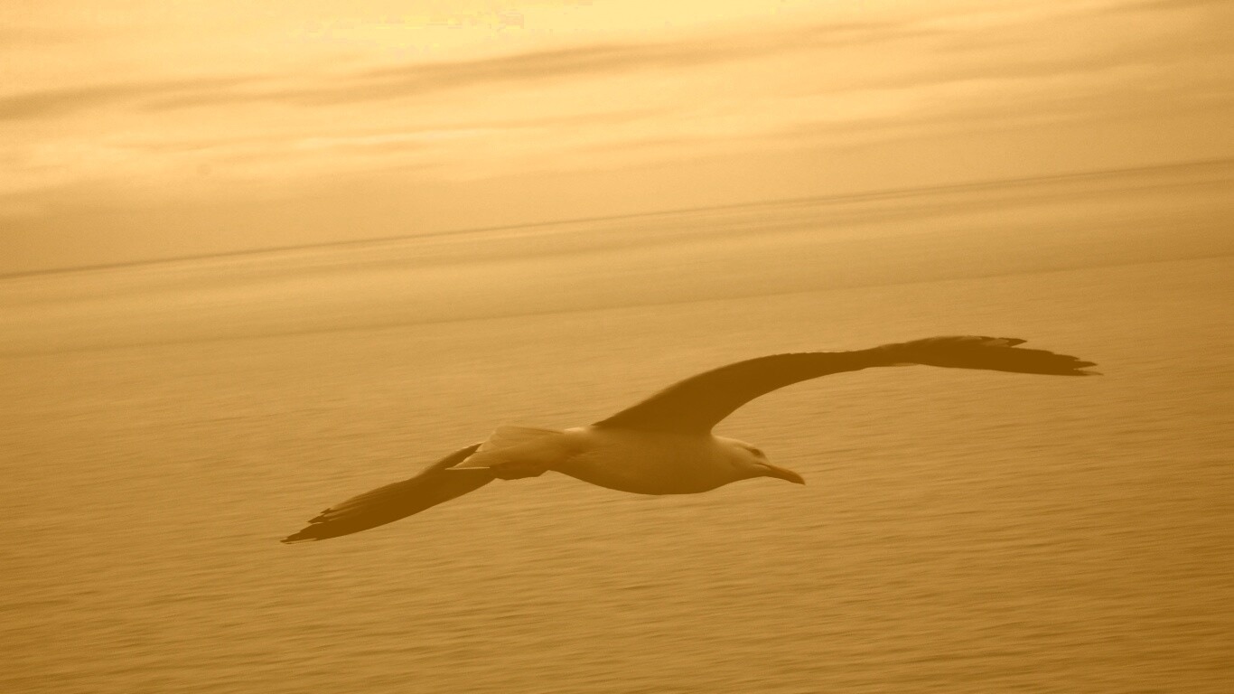 Чайка в полете обои