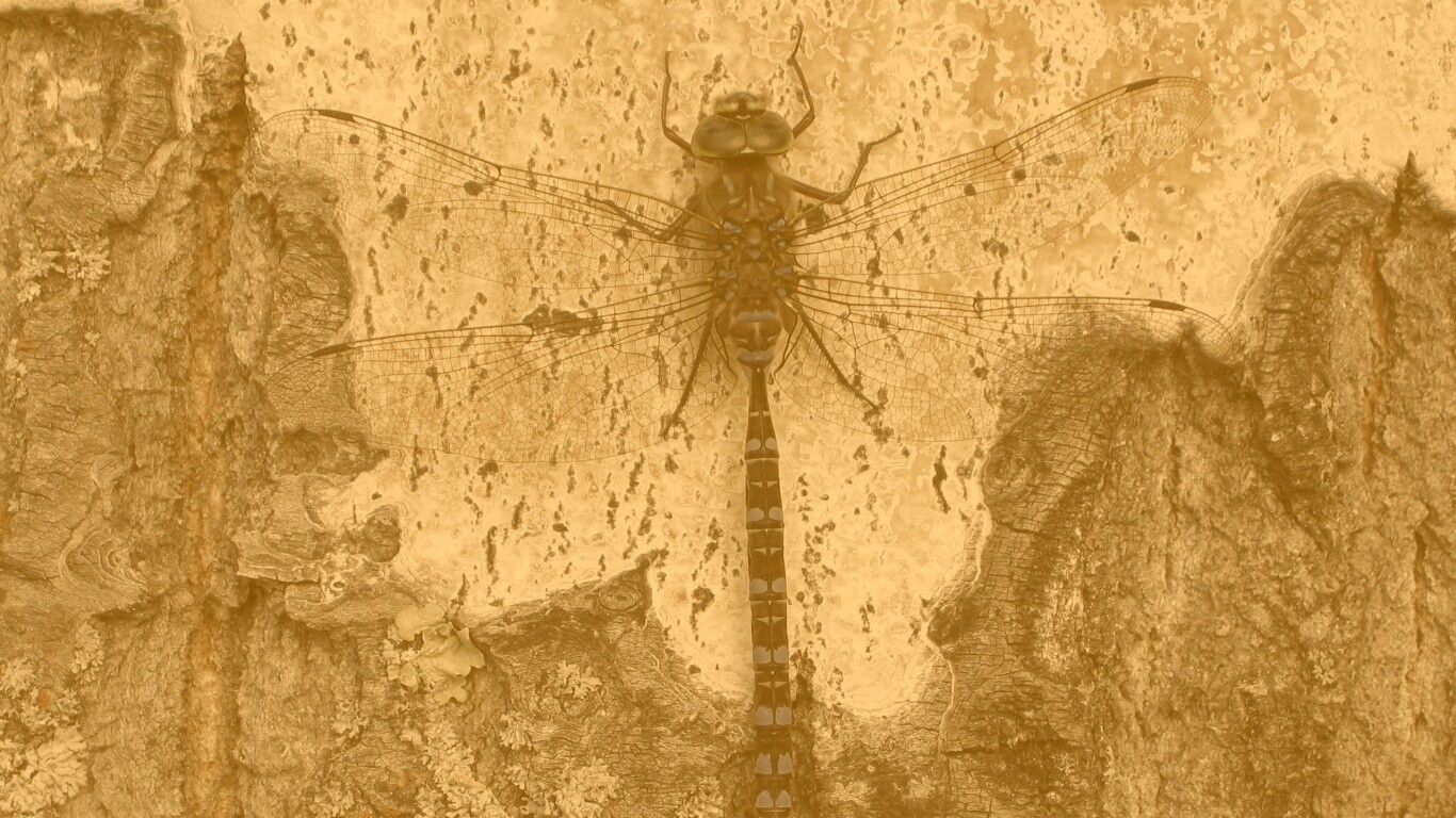 Стрекоза на дереве обои