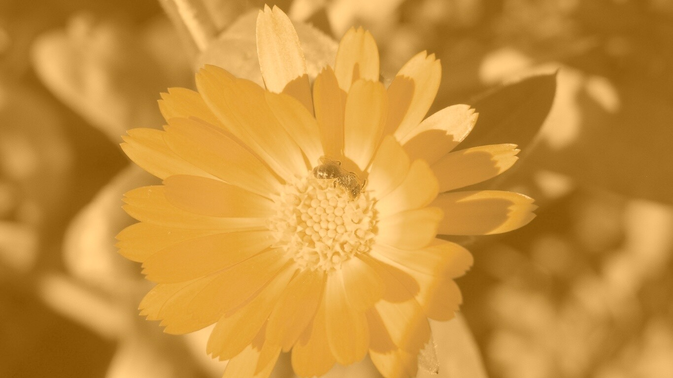 Оса на цветке обои