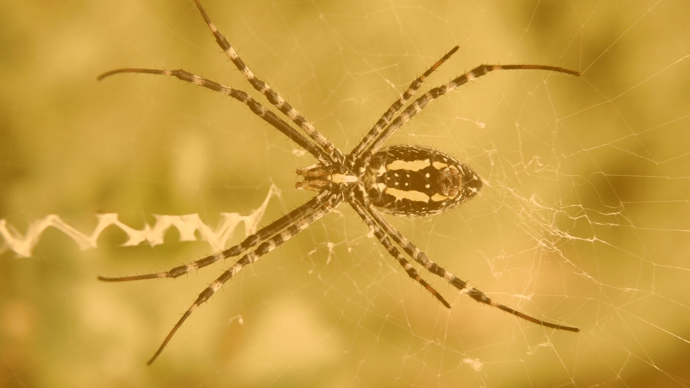 Огромный паук обои