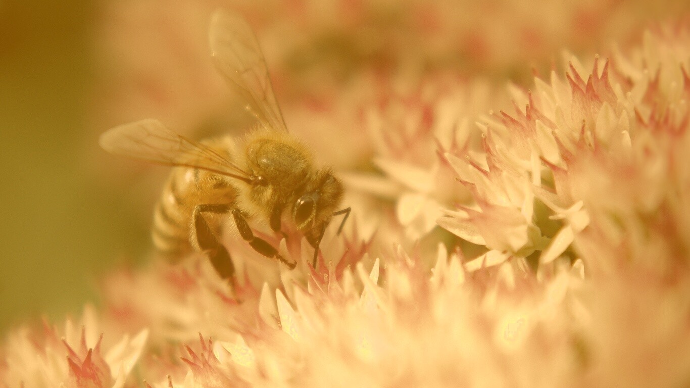 Пчела собирает пыльцу обои