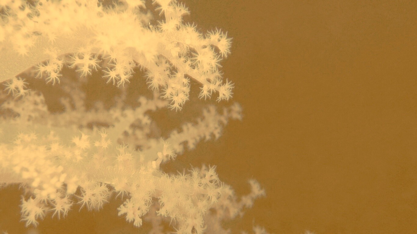 Кораллы обои