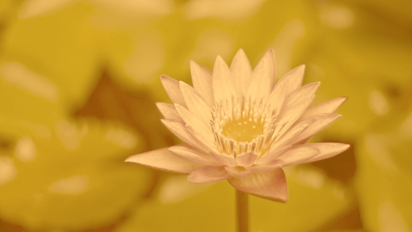 Фиолетовый цветок обои