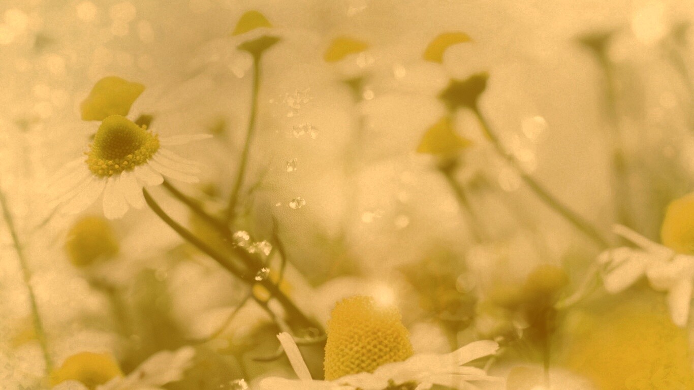 Летние цветы в лучах света обои