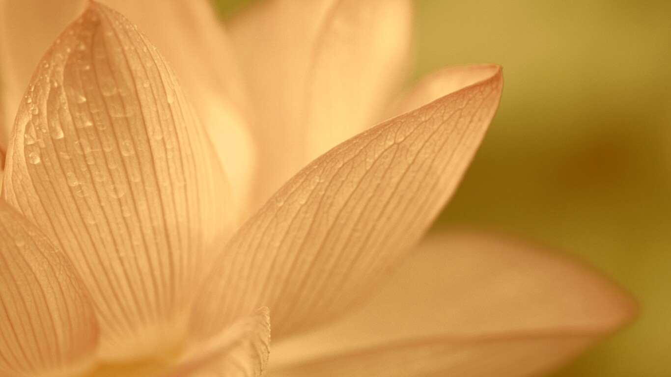 Лепестки цветов обои