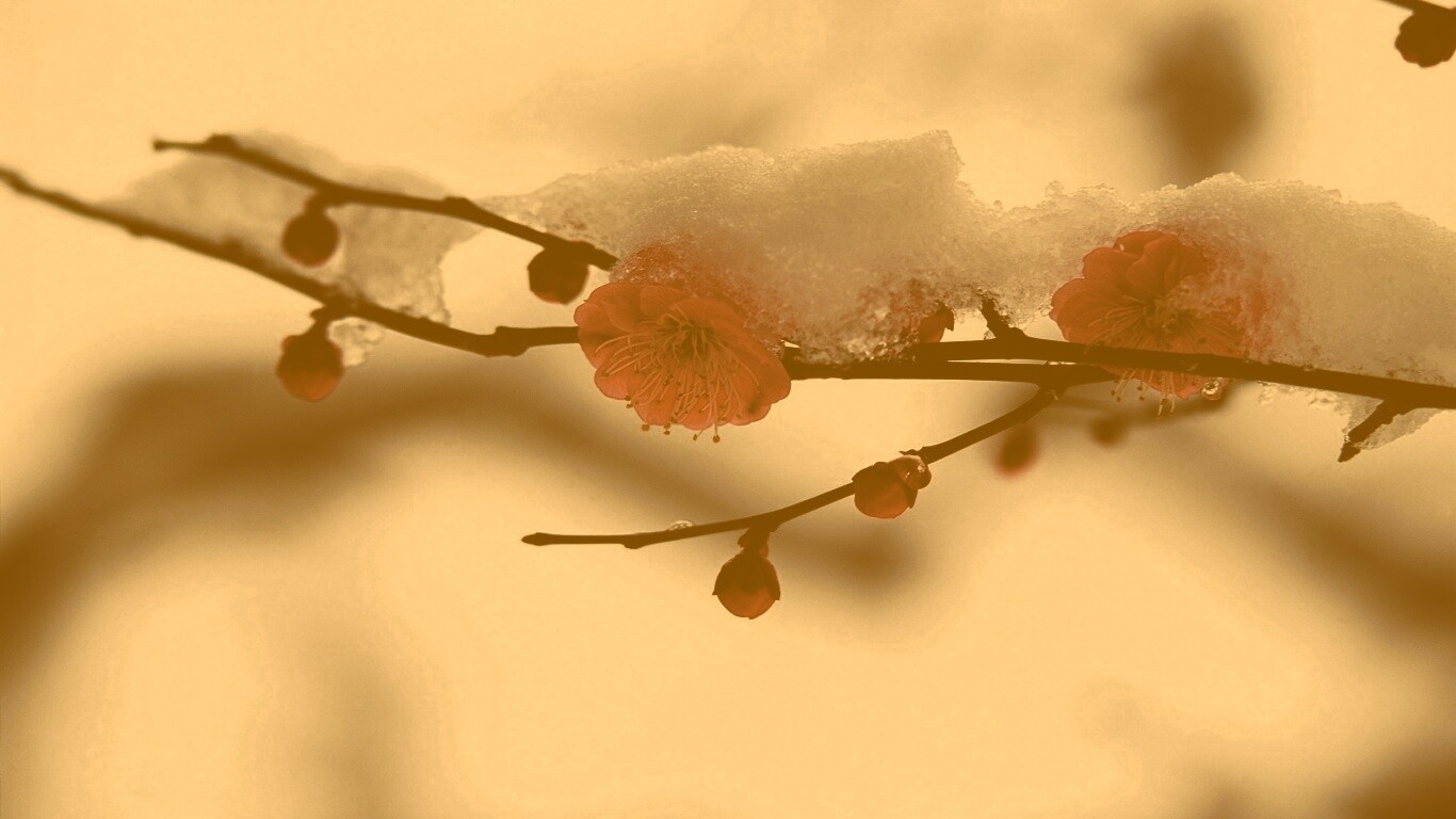 Цветы под снегом обои