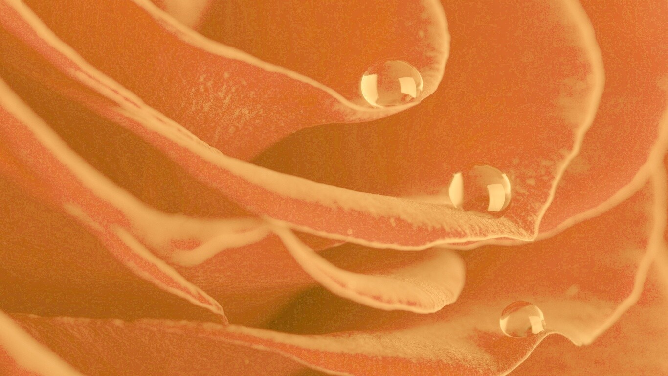 Капли росы на лепестках розы обои