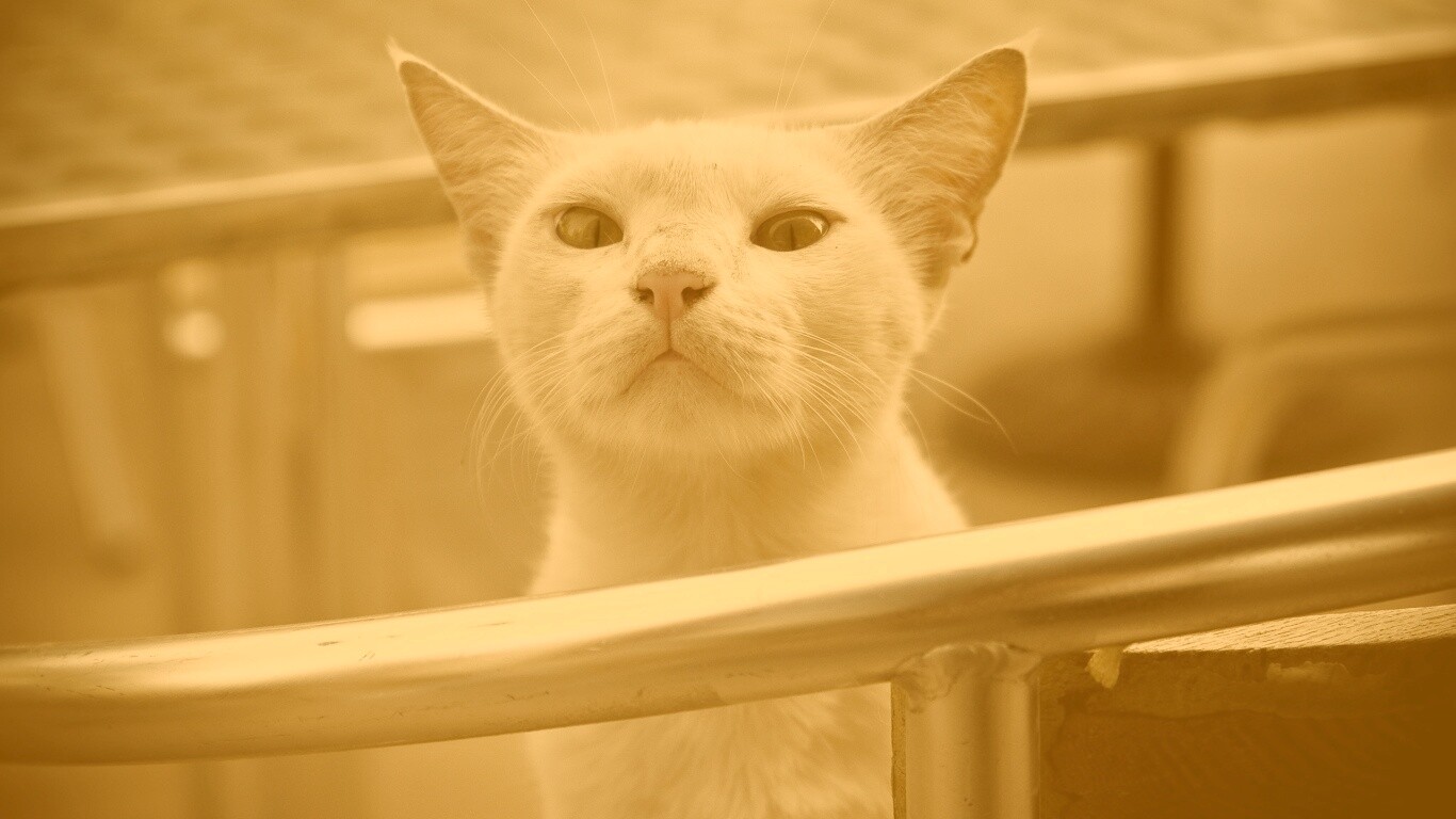 Настороженно принюхивающийся кот обои