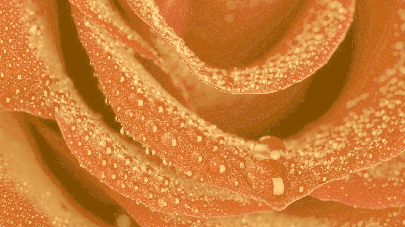 Роза в каплях обои