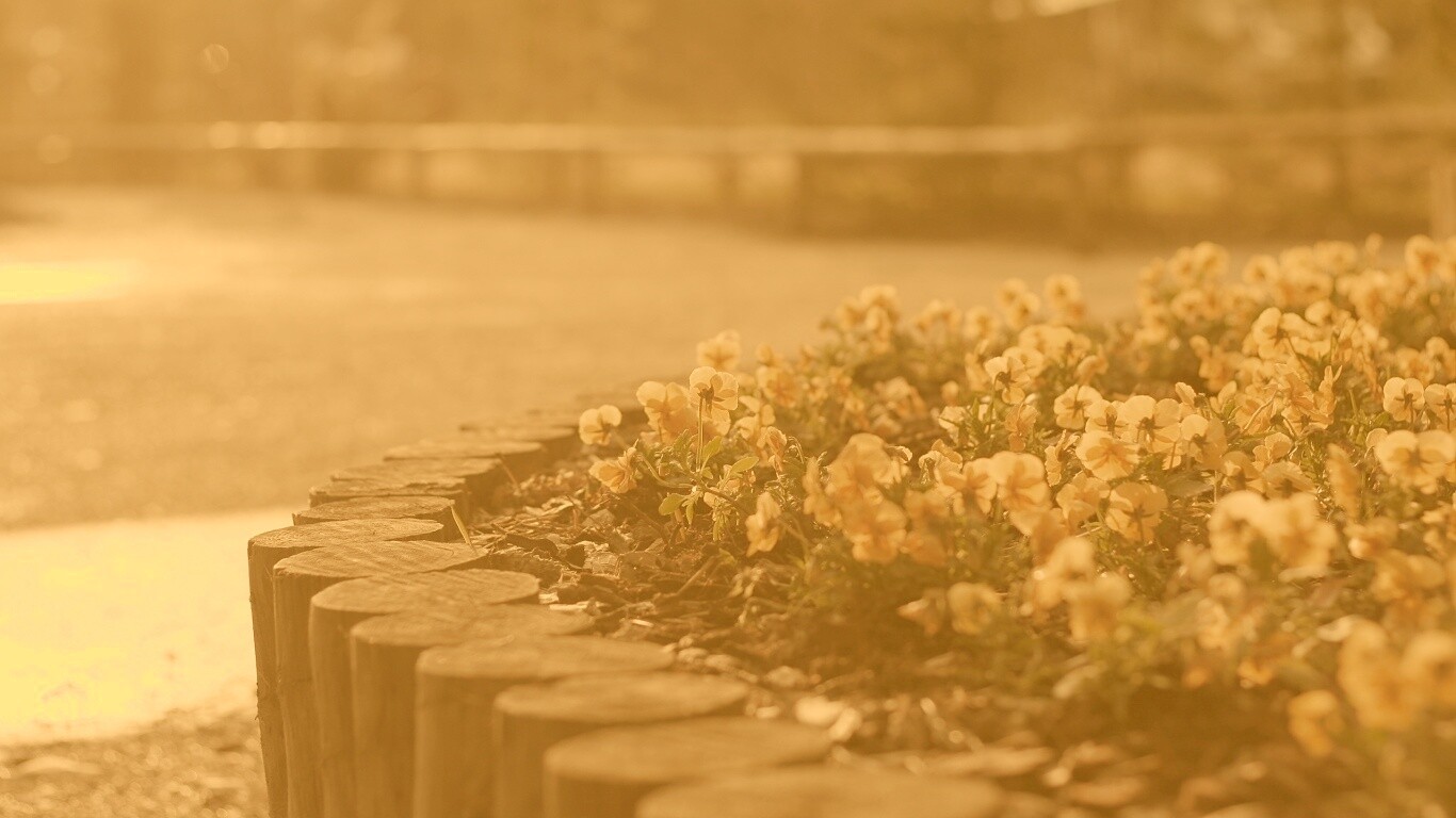 Красивая цветочная клумба обои