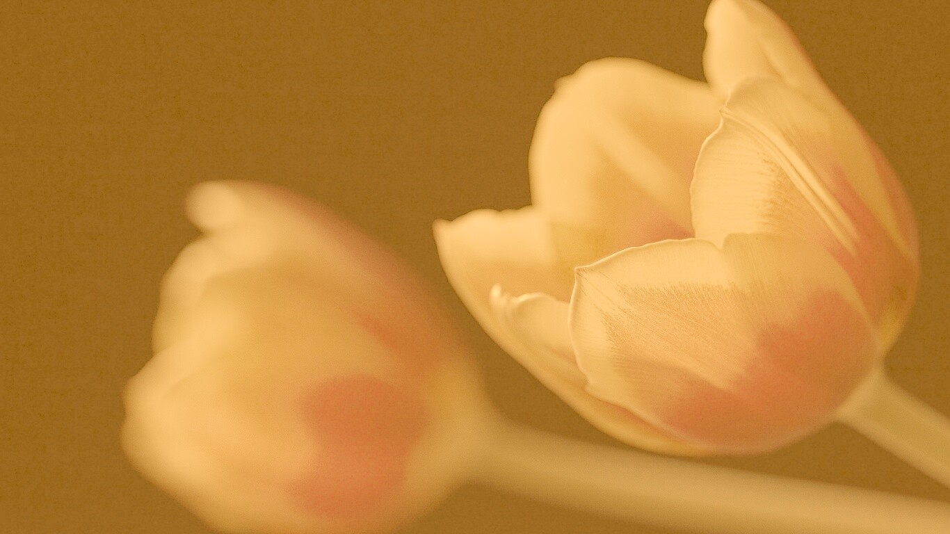 Тюльпаны в темноте обои