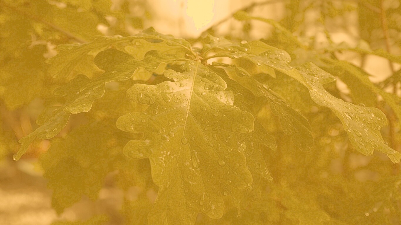 Сочные листья дуба обои