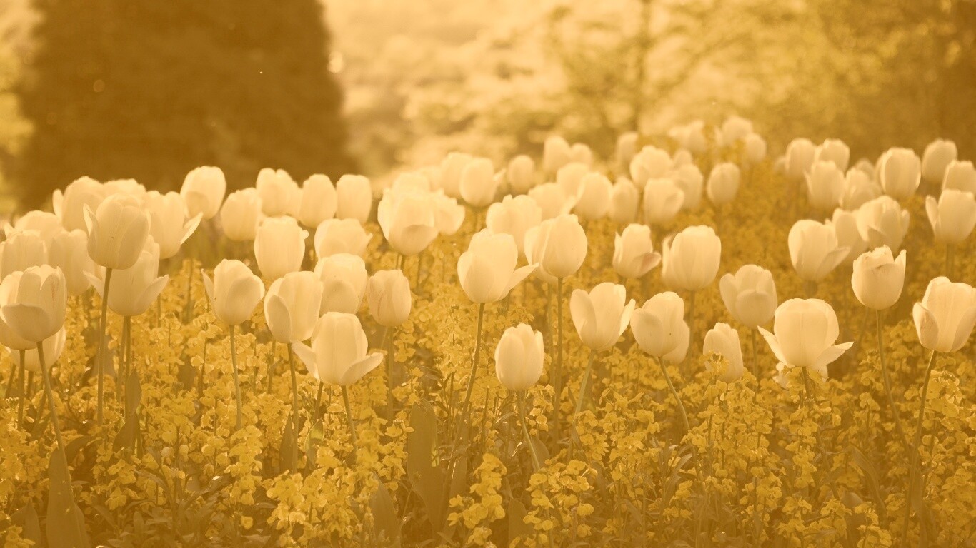 Белые тюльпаны обои