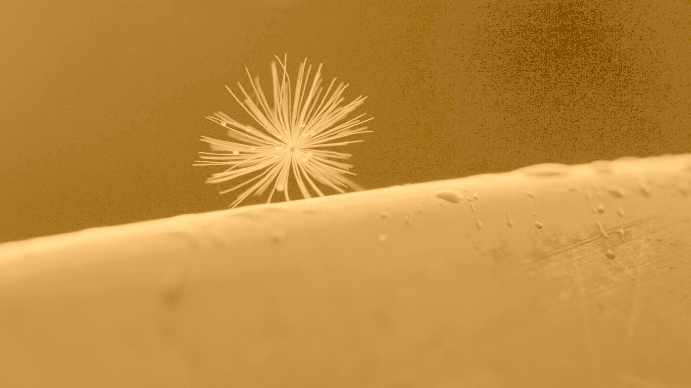 Прилипшая пушинка обои