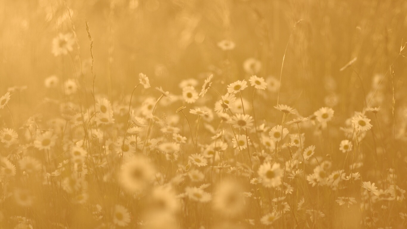 Поле ромашек обои
