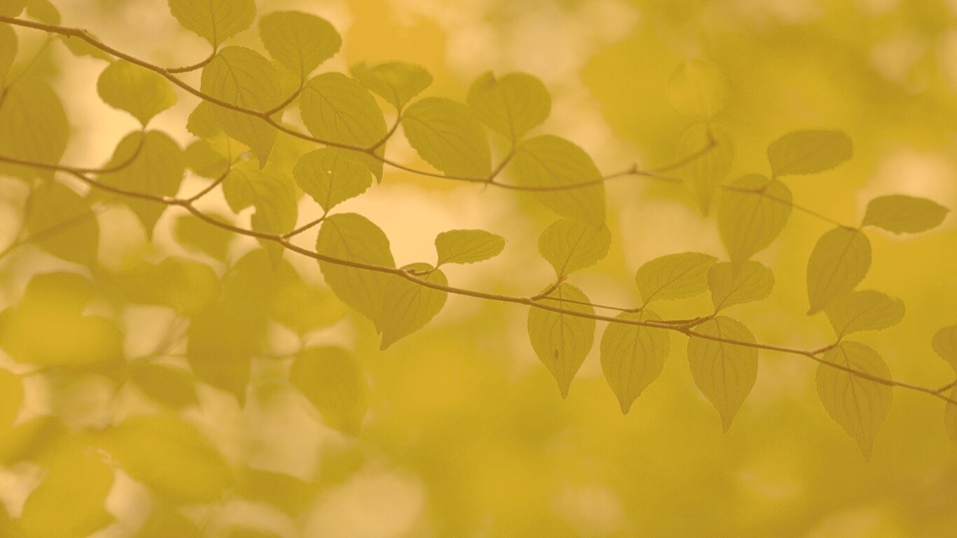 Ветка яркой зелени обои