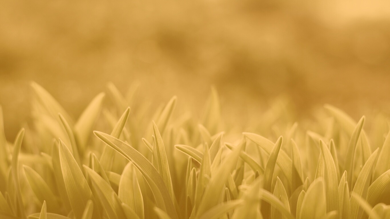 Сочная нежная трава обои