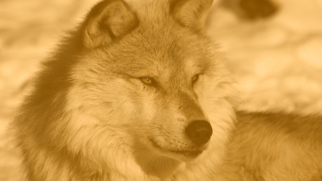 Лайка на снегу обои