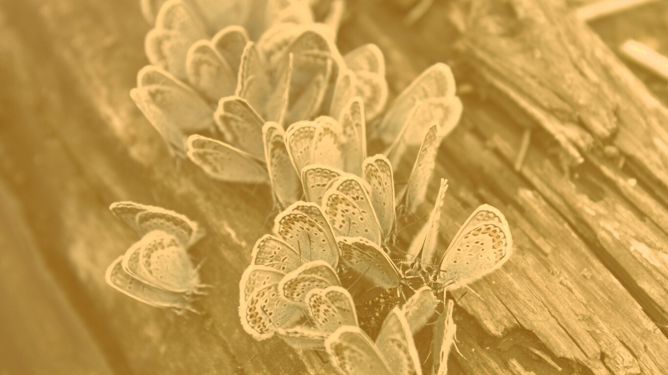 Голубые бабочки обои