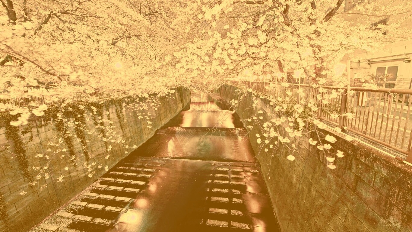 Река и цветение сакуры обои