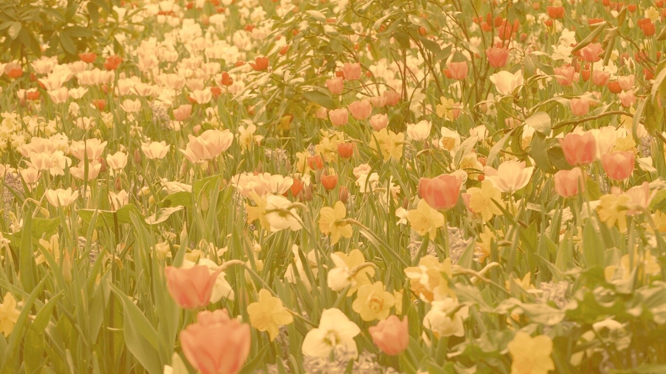 Поляна со множеством цветов обои