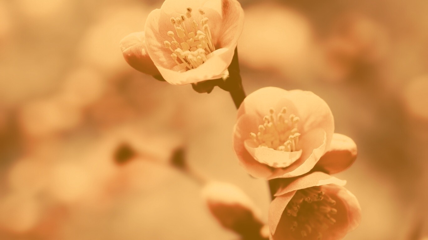 Великолепный цветок обои